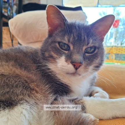 Photo of a cat found in Prahecq