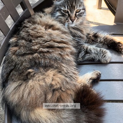 Photo of a cat found in Chalon Sur Saone