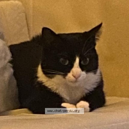 Foto 1/1 negrita Kat vermist in Welle Denderleeuw