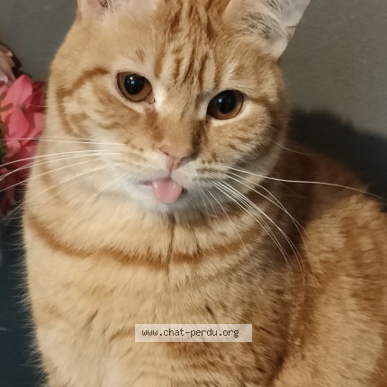 Photo of a cat found in Valentigney