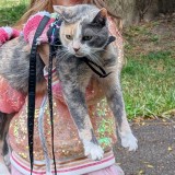 Miss Kitty