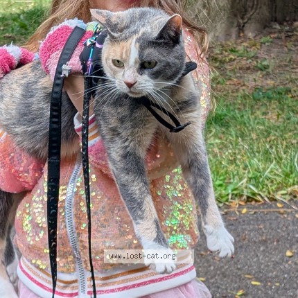 Photo 1/1 Miss Kitty Cat lost in Guelph