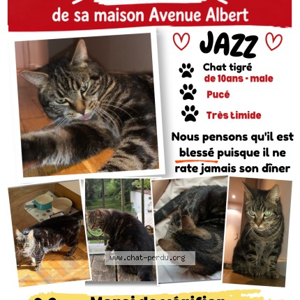 Foto 1/1 Jazz Kat vermist in Bruxelles