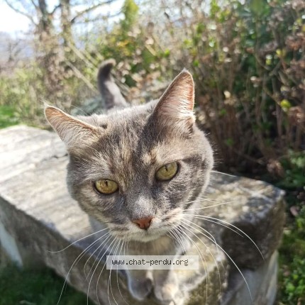 Foto 1/1 Pimprenelle Katze verloren in Aubonne