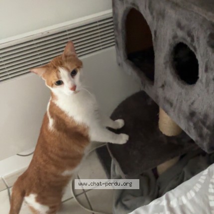 Photo of a cat found in Bruguieres