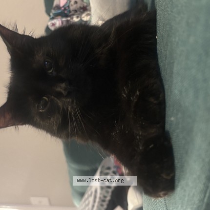 Photo 1/1 Gremlin Cat lost in Westminster