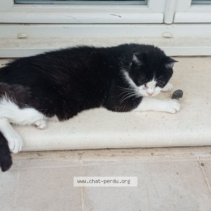 Photo of a cat found in Satolas Et Bonce