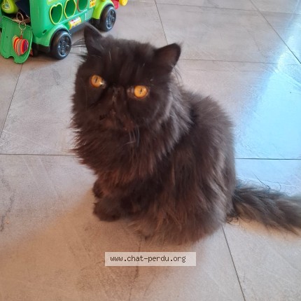 Foto 1/1 Gefundene Katze Gefunden in Yverdon
