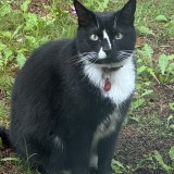 felix