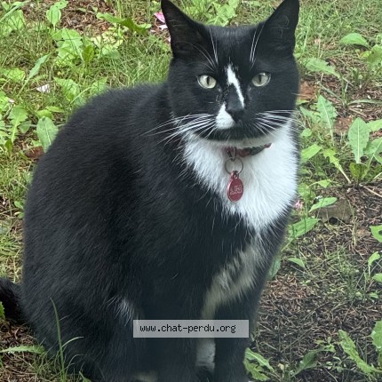 Photo 1/1 felix Cat lost in Ste Agathe Des Monts