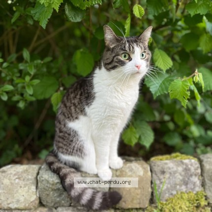 Photo of a cat found in Rebecq