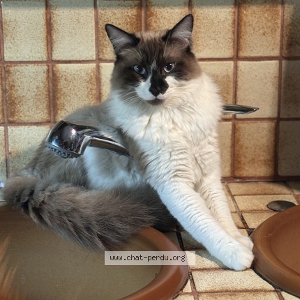 Photo of a cat found in Nevoy