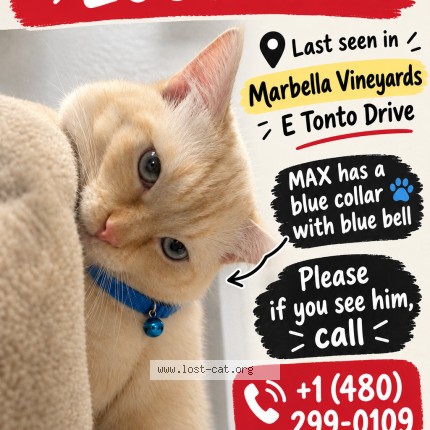 Photo 1/1 max Cat lost in Gilbert