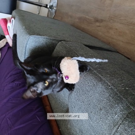 Photo 1/1 Rain Cat lost in Shasta Lake