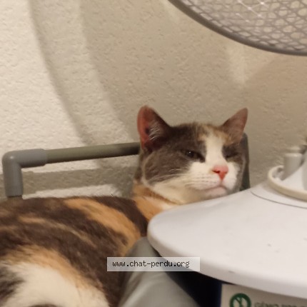 Photo of a cat found in Toulouse