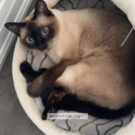 Photo 1/1 Booboo Cat lost in Scarborough