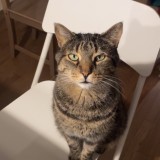 Lucas