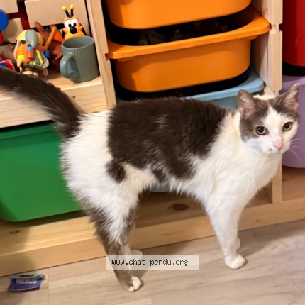 Photo of a cat found in Colomiers
