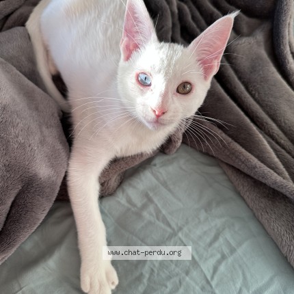 Photo of a cat found in La Norville