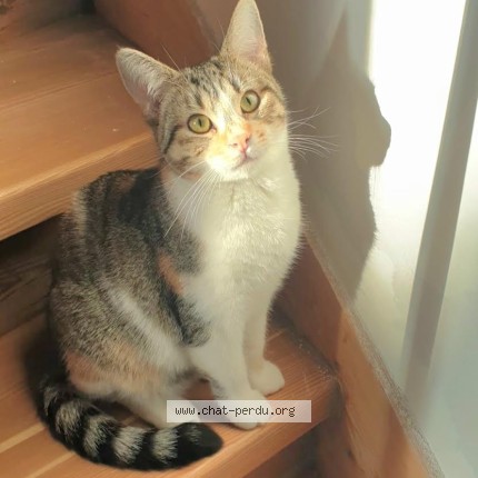 Photo of a cat found in Nantes