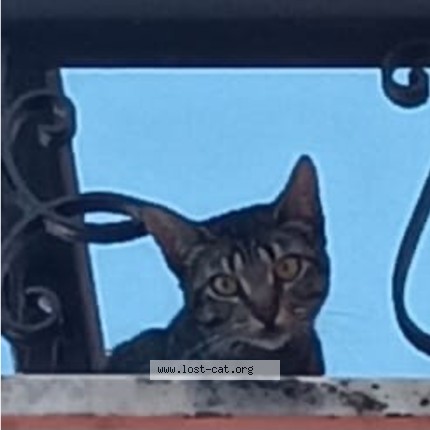 Foto einer wiedergefundenen Katze in Almargem Do Bispo Sintra