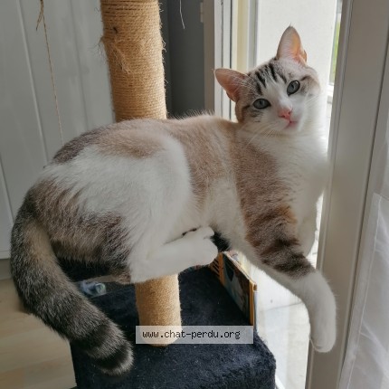 Photo of a cat found in Chantepie