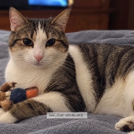Photo of a cat found in Saint Etienne Du Rouvray