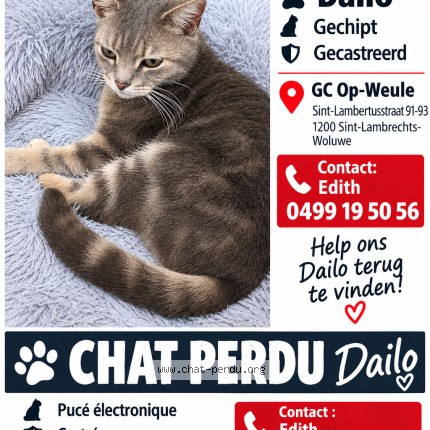 Foto 1/1 Dailo Kat vermist in Woluwe Saint Lambert