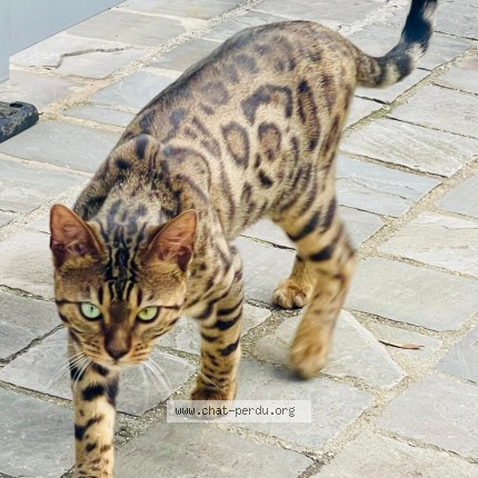Photo of a cat found in Maisons Laffitte
