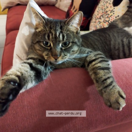 Photo of a cat found in La Ferte Alais