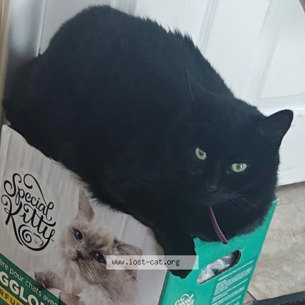 Picture of cat lost at Scarborough