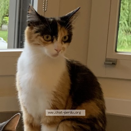 Photo of a cat found in Fleurbaix