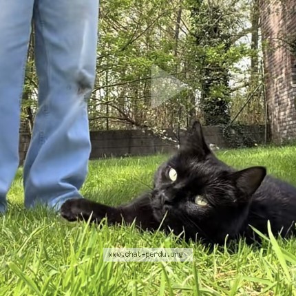 Foto 1/1 tenebres Kat vermist in Bassenge