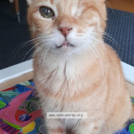 Photo of a cat found in Montpellier