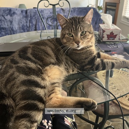 Picture of cat lost at London