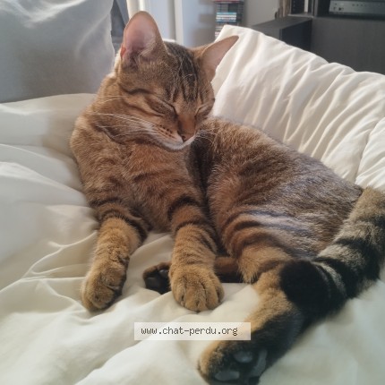Photo of a cat found in Mareuil Les Meaux