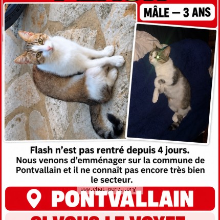 Photo of a cat found in Pontvallain