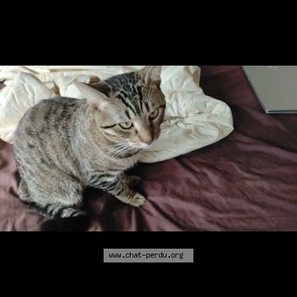 Photo of a cat found in Nogent Sur Marne