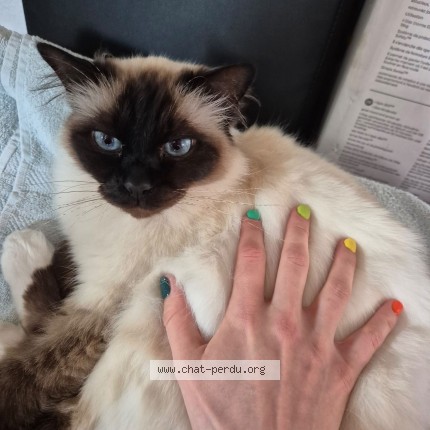 Photo of a cat found in Granges Marnand