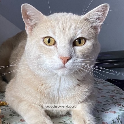 Photo of a cat reunited in Houilles
