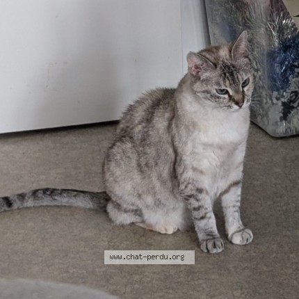 Photo of a cat found in Toulouse