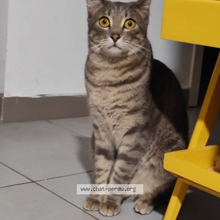 Photo of a cat found in Cuers