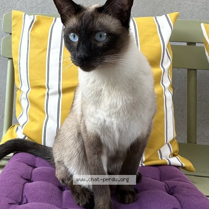 Photo of a cat found in Luxembourg Neudorf