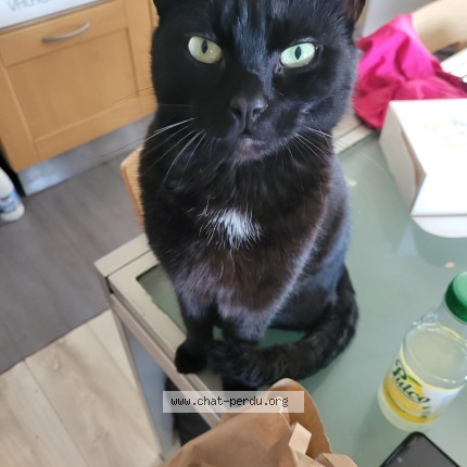 Photo of a cat found in Messimy