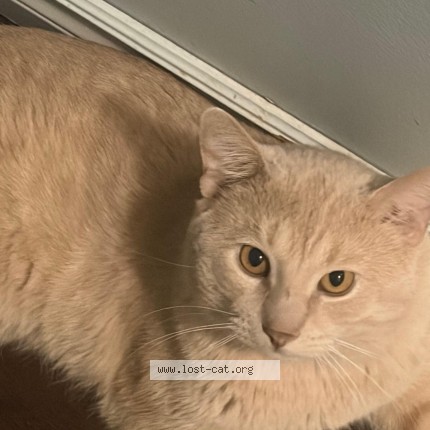 Picture of cat lost at Calgary