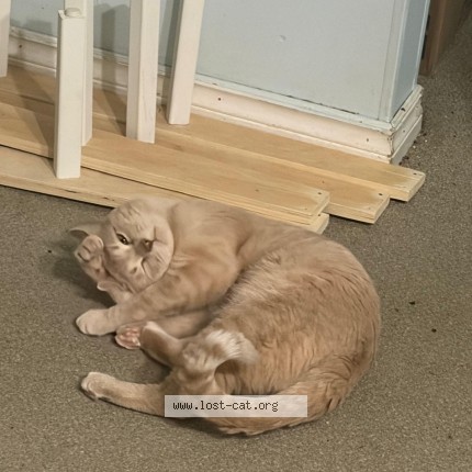 Photo 2/3 simbha Cat lost in Calgary