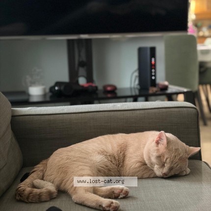 Photo 3/3 simbha Cat lost in Calgary