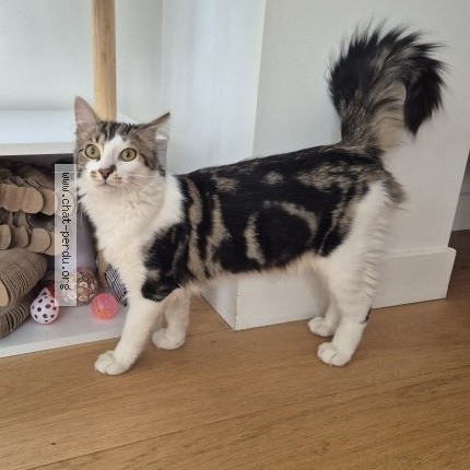 Photo of a cat found in Villejuif