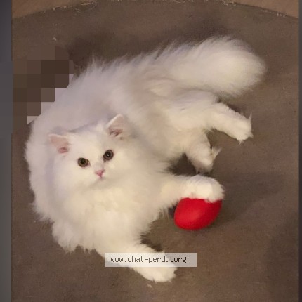 Photo of a cat found in La Rochelle