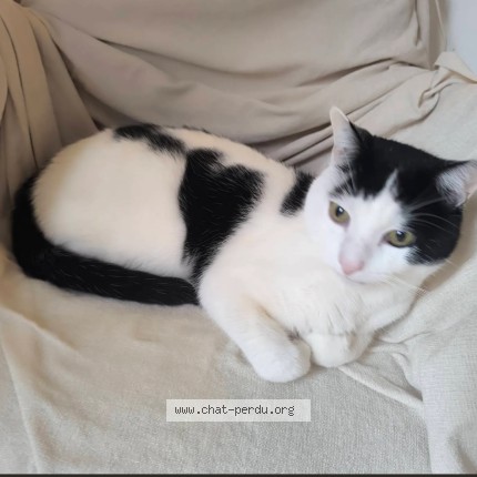 Photo of a cat found in Saint Ouen Sur Seine